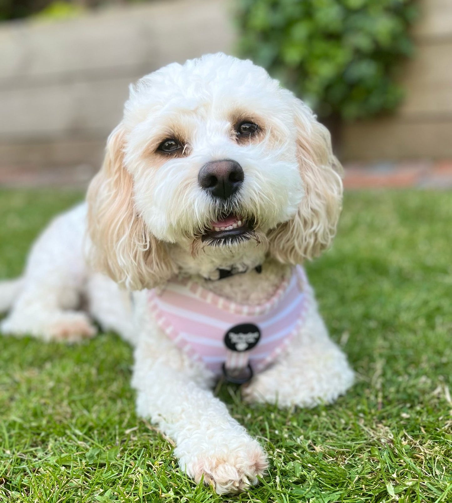 Candyfloss Adjustable Harness