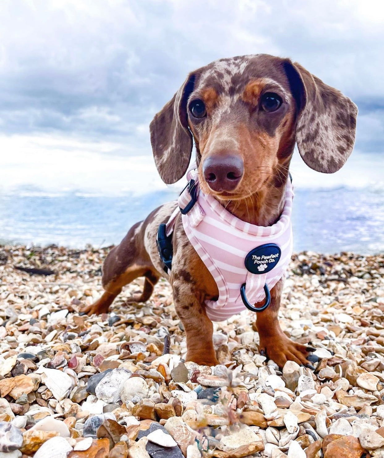 Candyfloss Adjustable Harness