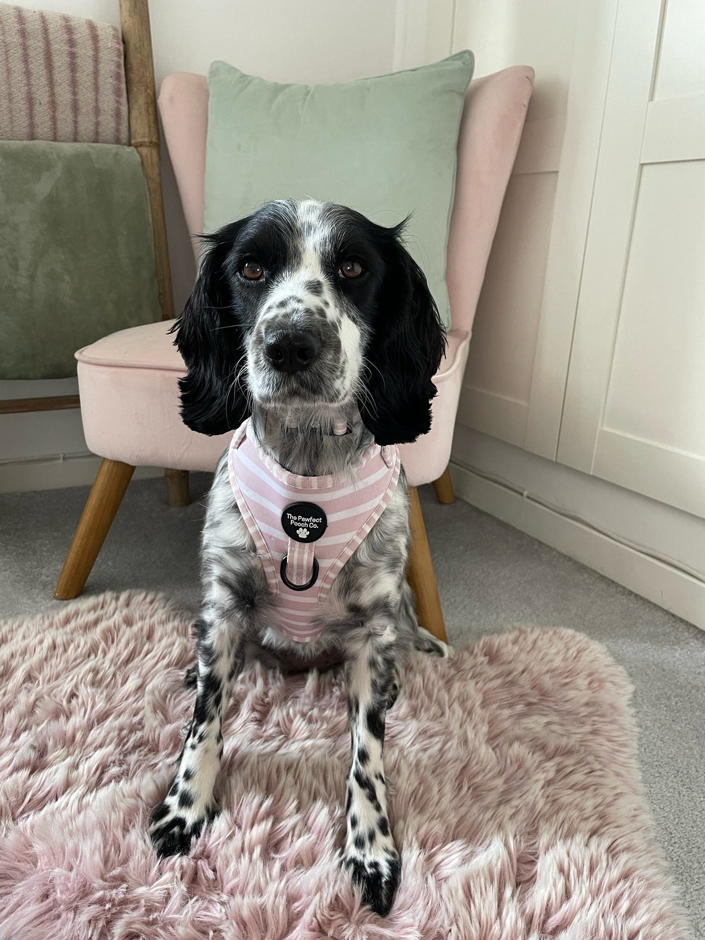 Candyfloss Adjustable Harness