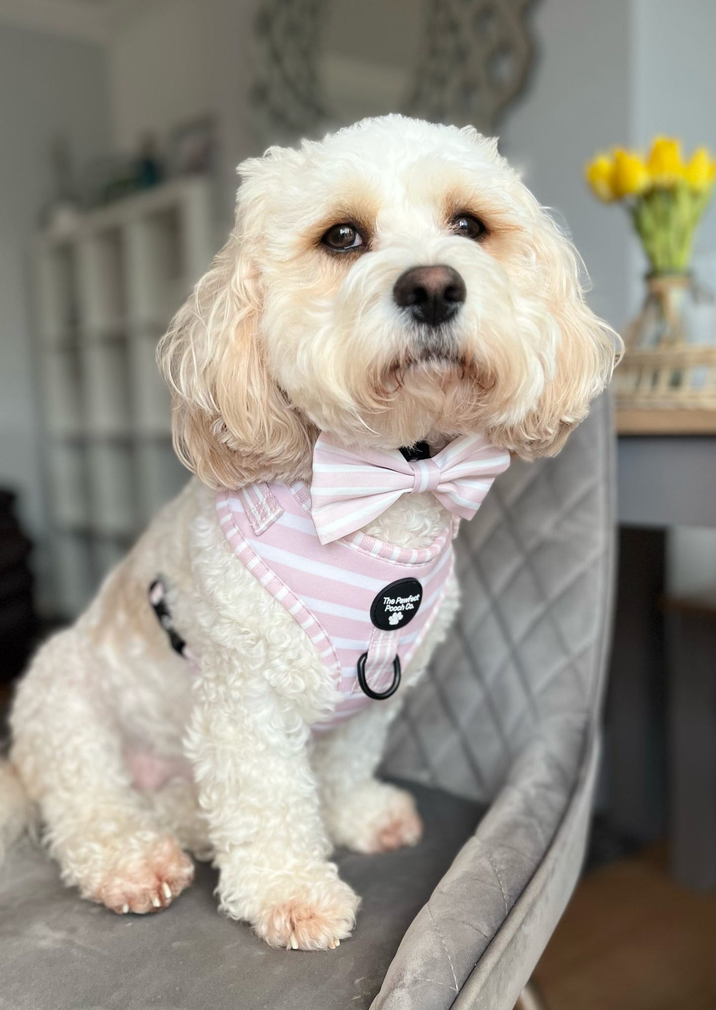 Candyfloss Adjustable Harness