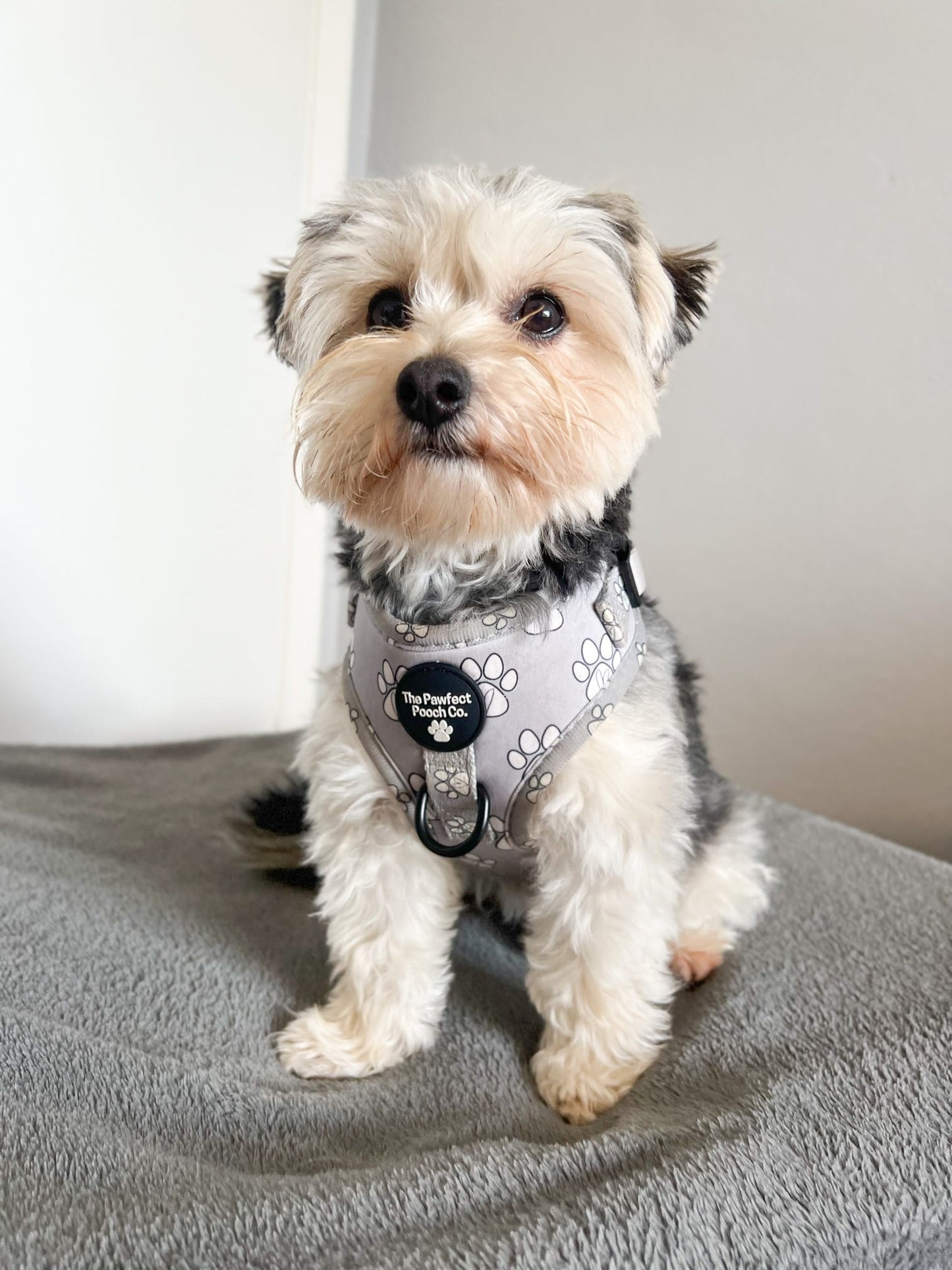 Pawfectly In Love Adjustable Harness