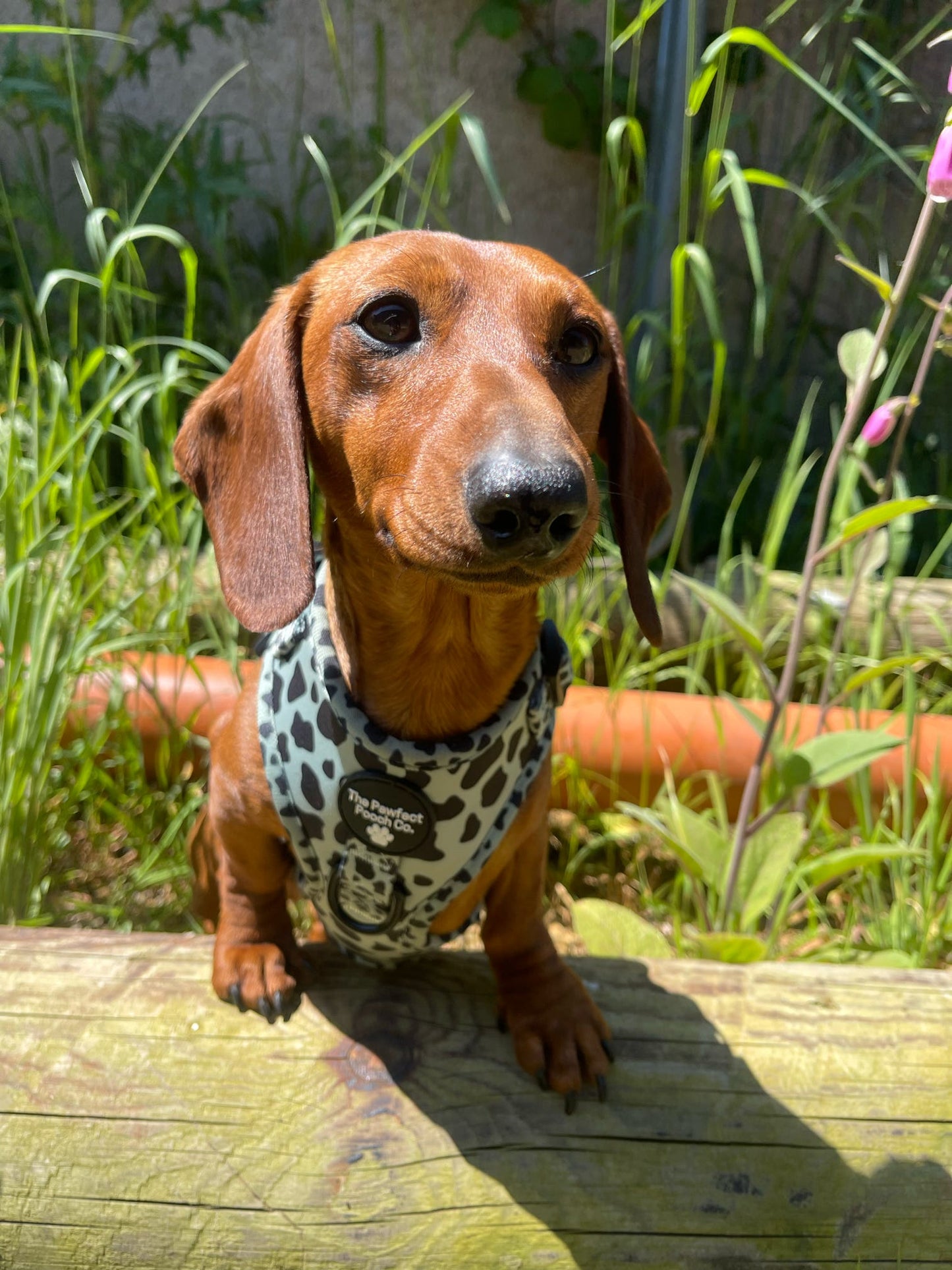 Udderly Adorable Adjustable Harness