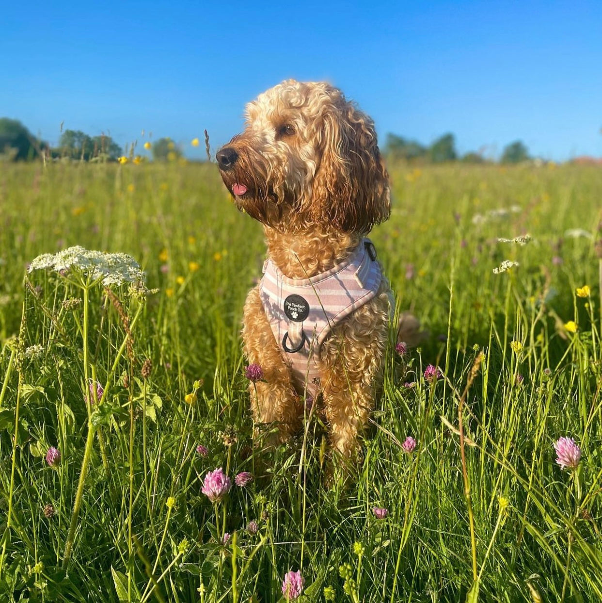 Candyfloss Adjustable Harness