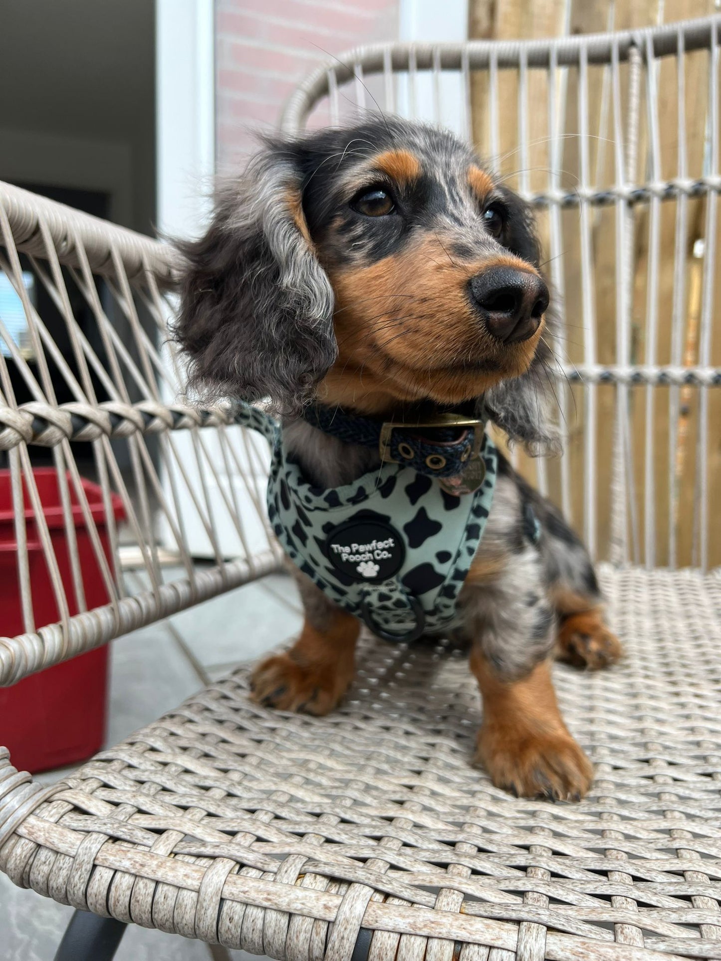 Udderly Adorable Adjustable Harness